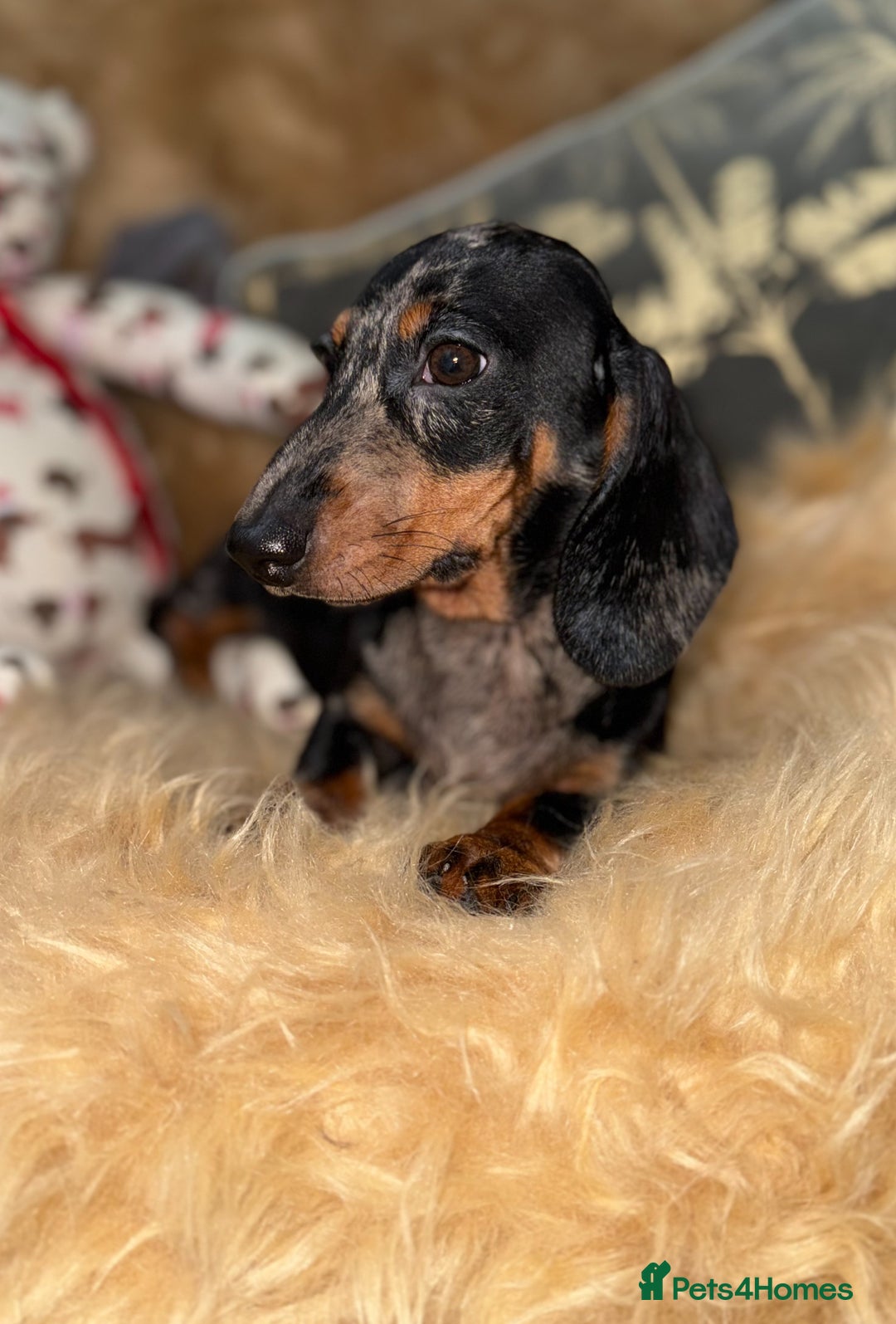 Miniature Dachshund dogs for sale: 🩷 Two Adorable KC GIrls available 🩷 - Image 2