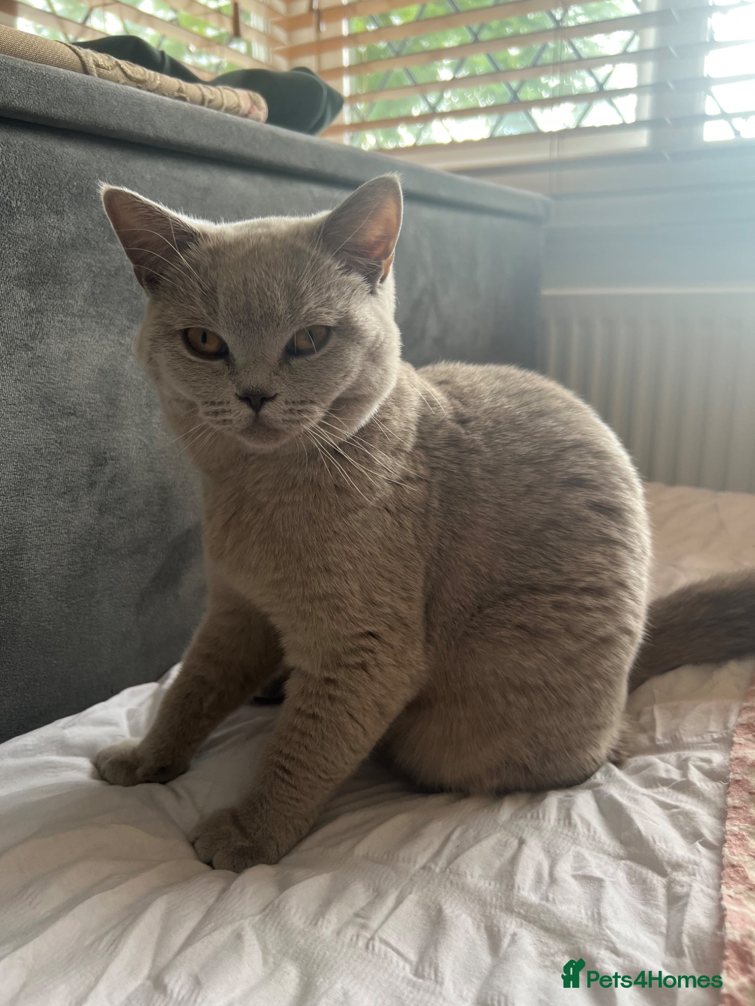 British Shorthair cats for sale: Rare fawn colour female British short hair kitten - Advert 4