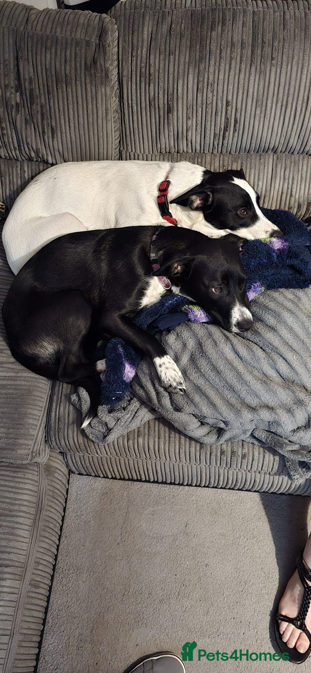 Mixed Breed dogs for sale: Beautiful 1 year old female dog  - Advert 8