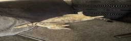 Domestic Shorthair cats for sale: Female Cat  🐾 - Advert 4