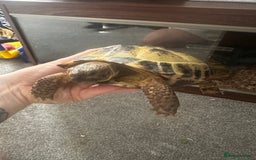 Tortoise reptiles for sale: Horsefield tortoise - Image 1