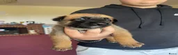 Belgian Shepherd Dog dogs for sale: Stunning Belgian Malinois puppies  - Advert 7