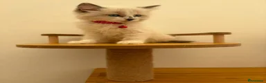 Ragdoll 6