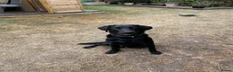 Labrador Retriever dogs for sale: Black KC Registered Male Labrador 11 months Old - Advert 1