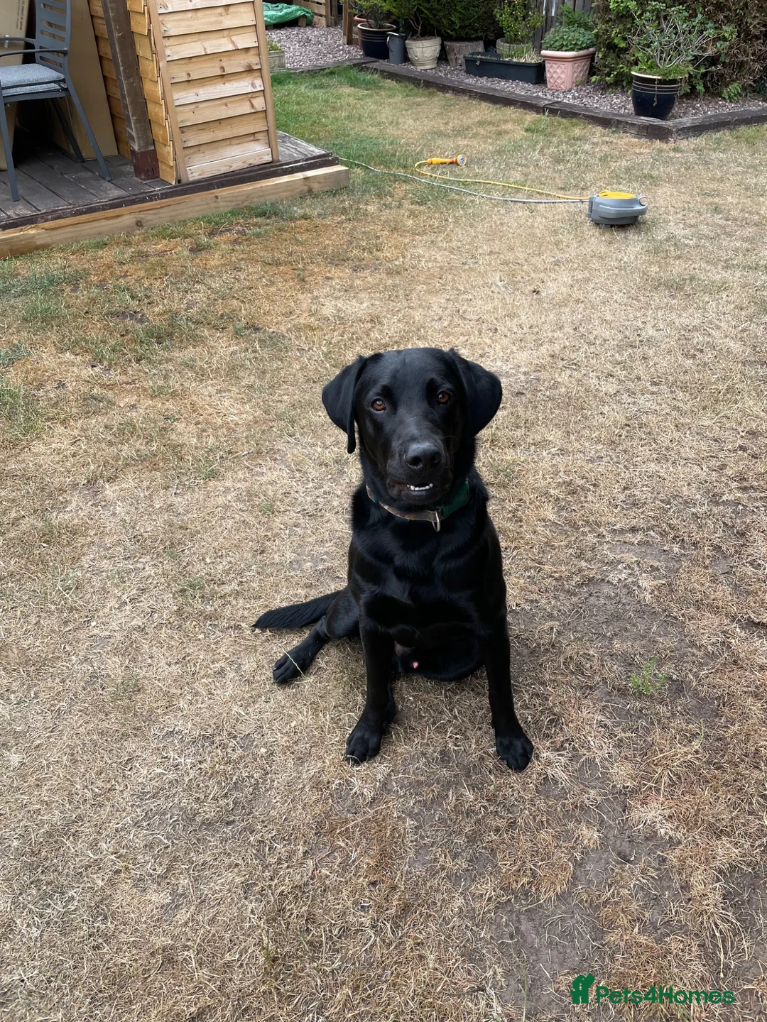 Labrador Retriever dogs for sale: Black KC Registered Male Labrador 11 months Old - Advert 1