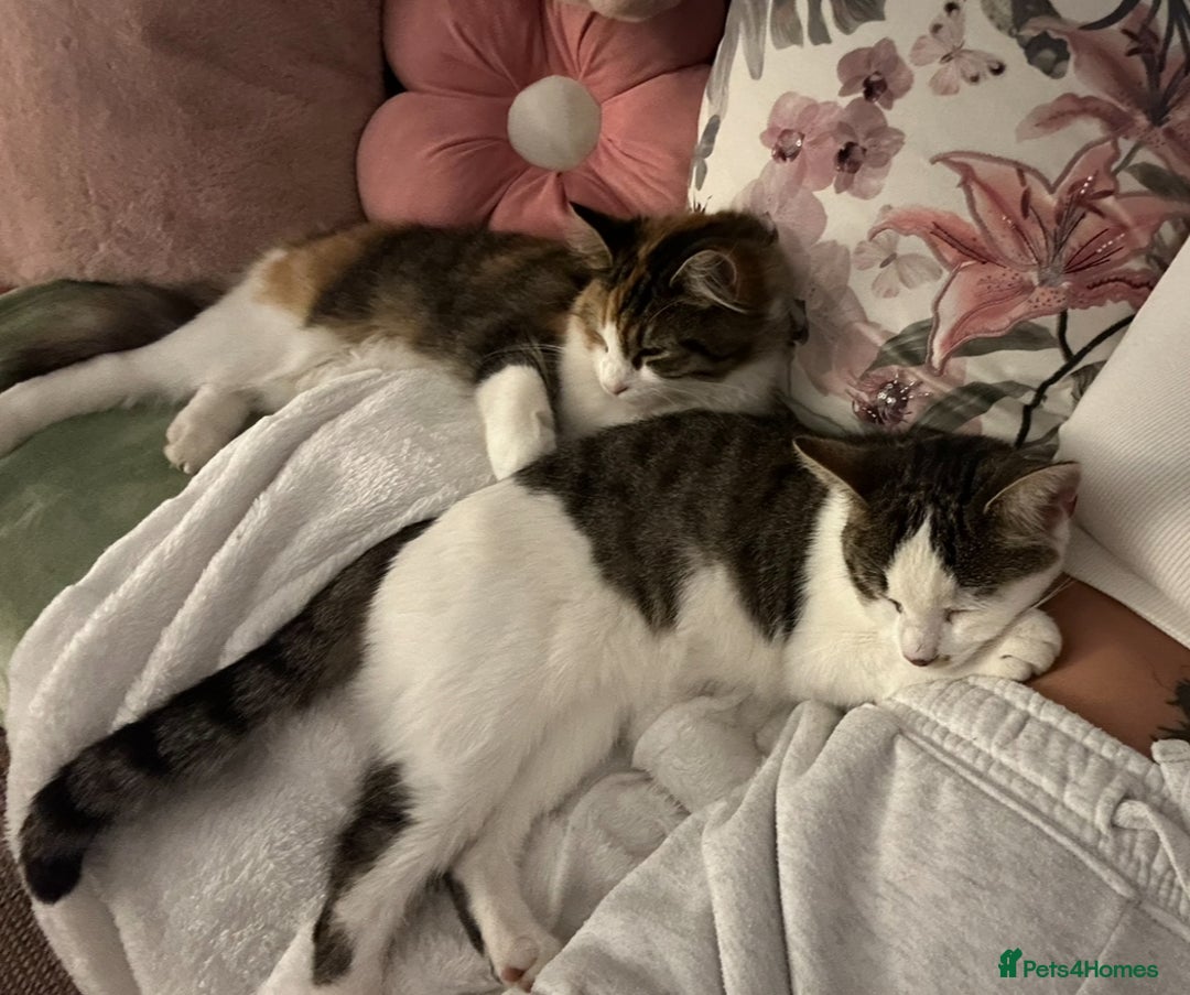 Mixed Breed cats for sale: 2 beautiful female cats looking for new home  - Image 7