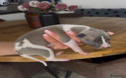 Whippet dogs for sale: STUNNING! TOP PEDIGREE BLUE FAWN WHIPPETS! KC REG - Image 6