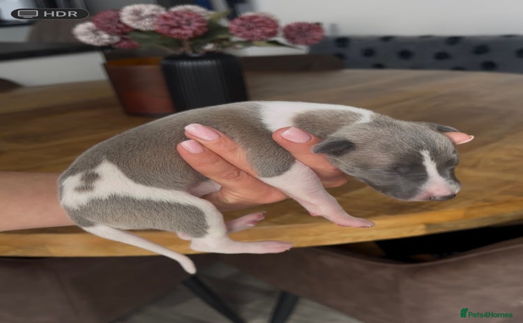 Whippet dogs - Advert 1