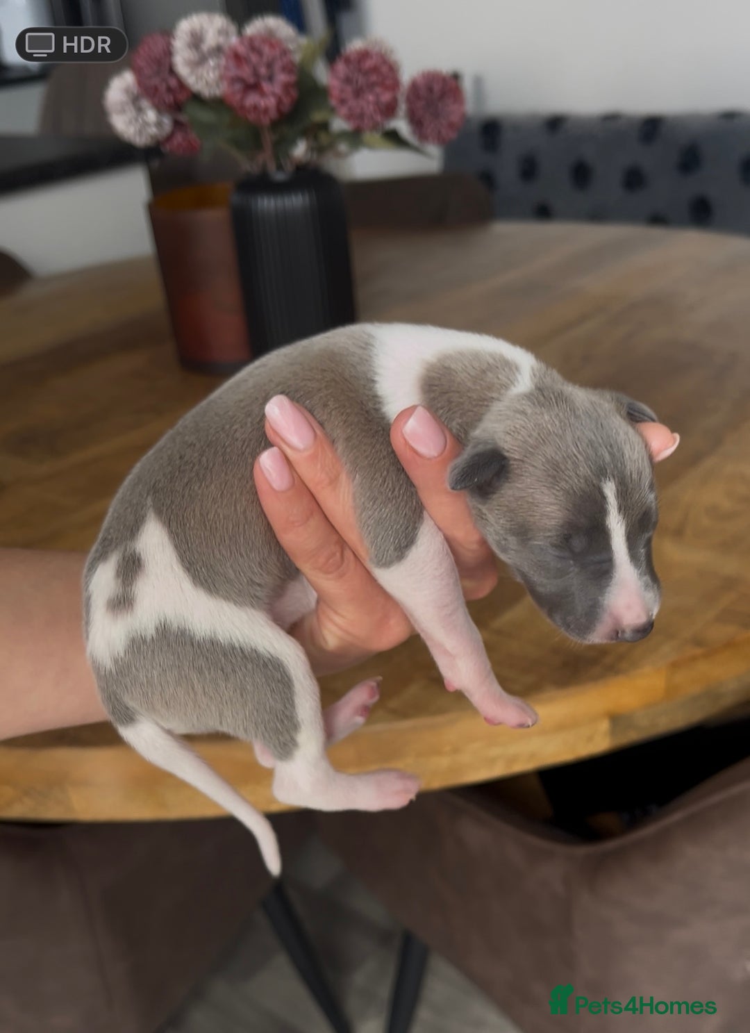 Whippet dogs for sale: STUNNING! TOP PEDIGREE BLUE FAWN WHIPPETS! KC REG - Image 6