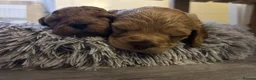 Cockapoo dogs for sale:   Exceptional cockapoo puppies 💙🩷 in Edinburgh - Advert 6