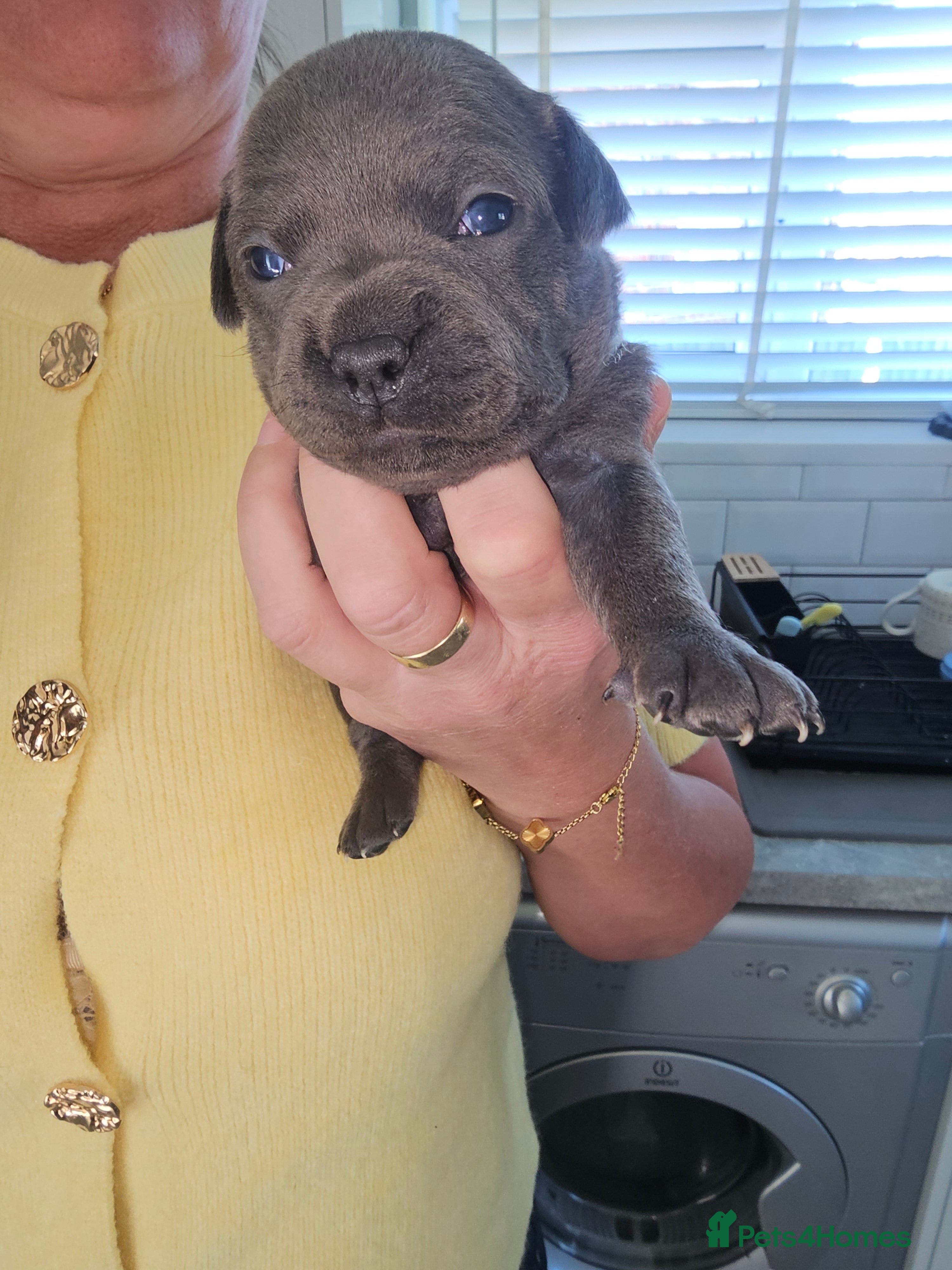 Staffordshire Bull Terrier dogs Bullscaff blues - Advert 2