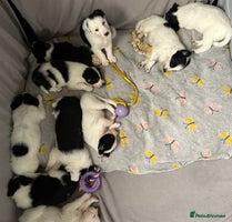 Border Collie dogs Only 2 boys left - Beautiful chunky Border Collies - Advert 2