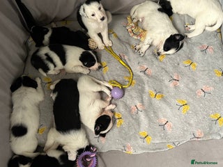 Border Collie dogs 10 beautiful chunky Border Collies - Advert 6