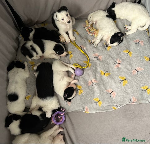 Border Collie dogs 10 beautiful chunky Border Collies - Advert 12