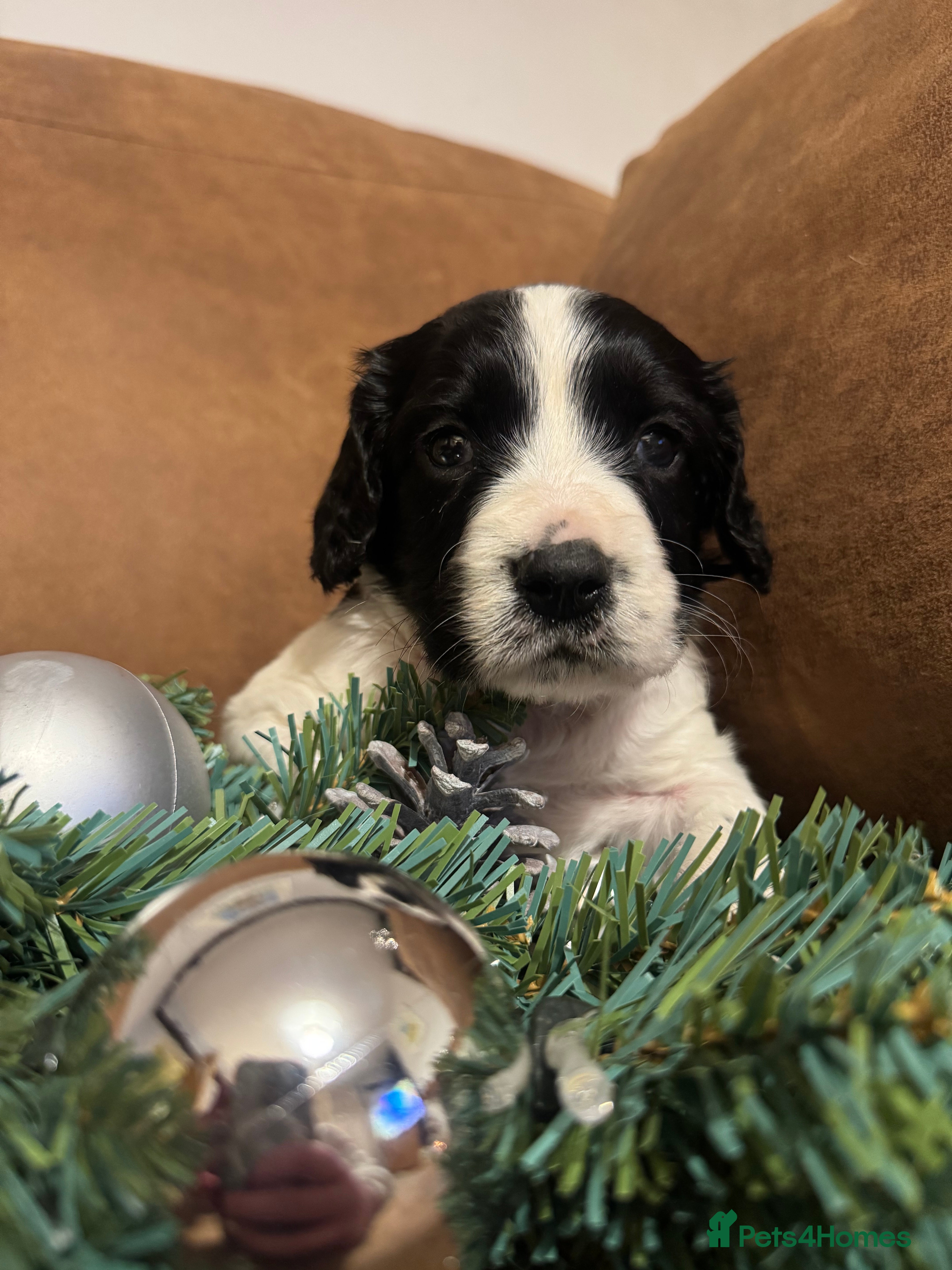English Springer Spaniel dogs One last B/W Springer Dog Puppy available.  - Advert 11