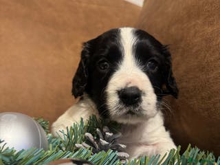 English Springer Spaniel dogs One last B/W Springer Dog Puppy available. - Advert 11