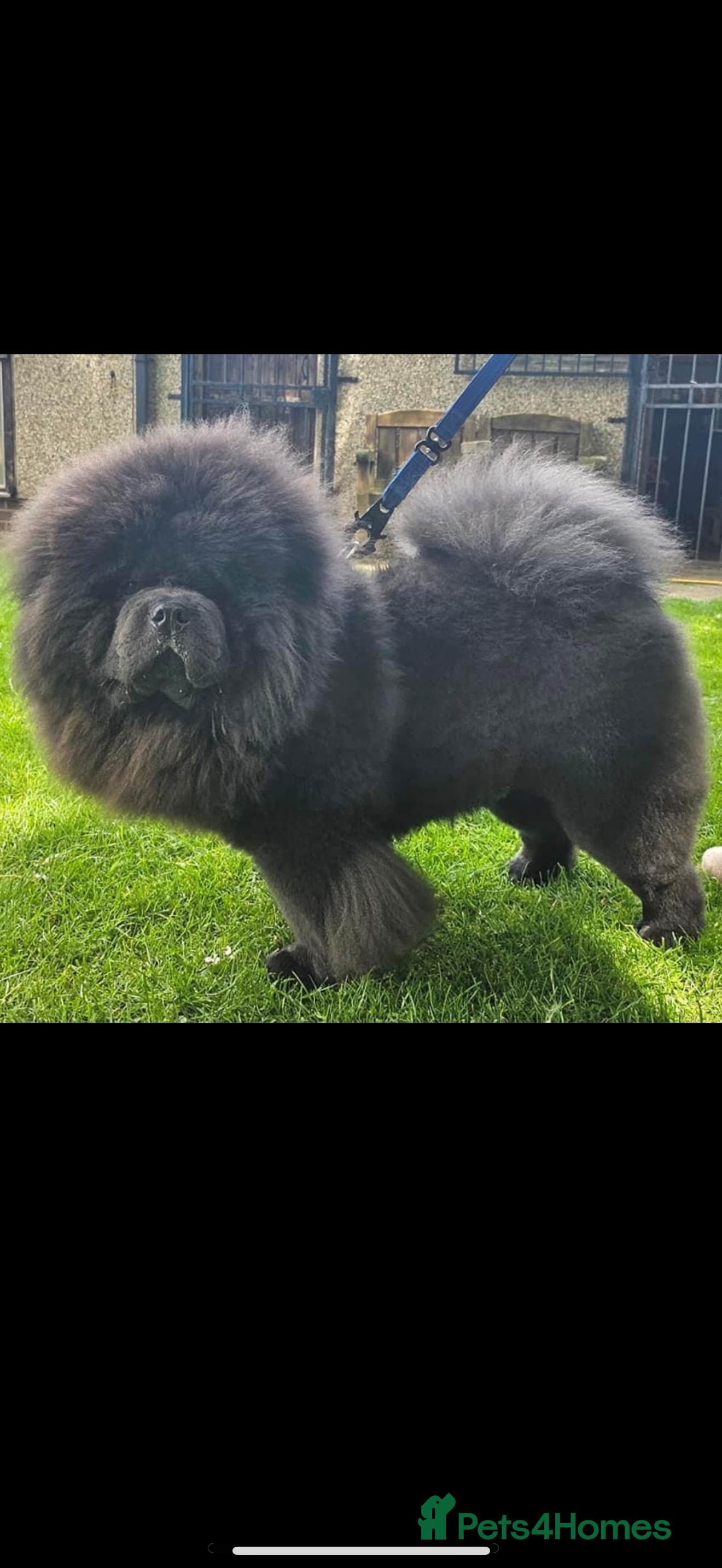 Chow Chow dogs Stud  - Advert 3