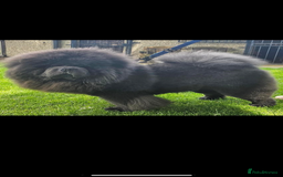 Chow Chow dogs for stud: Stud  - Advert 1