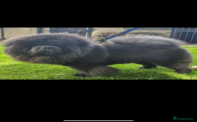 Chow Chow dogs Stud  - Advert 3