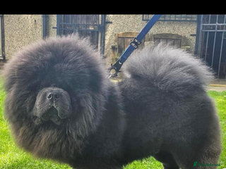 Chow Chow dogs Stud - Advert 4