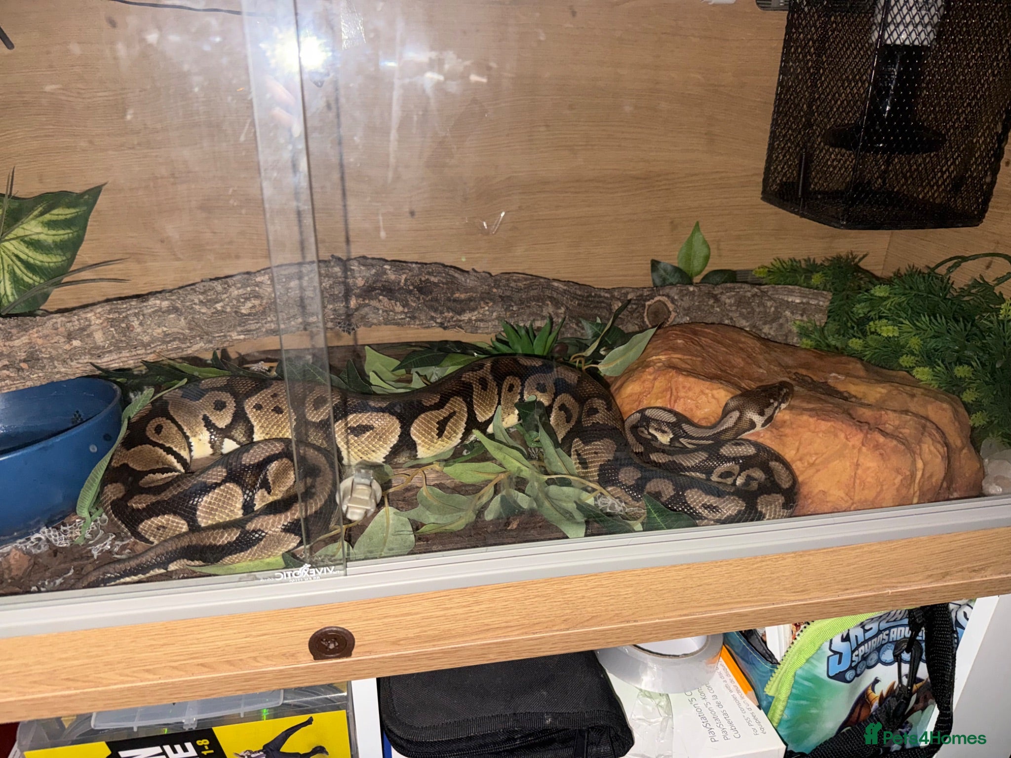 Python Snake reptiles Ball Python - Advert 2