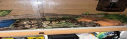 Python Snake reptiles for sale: Ball Python in Harlow - Advert 1