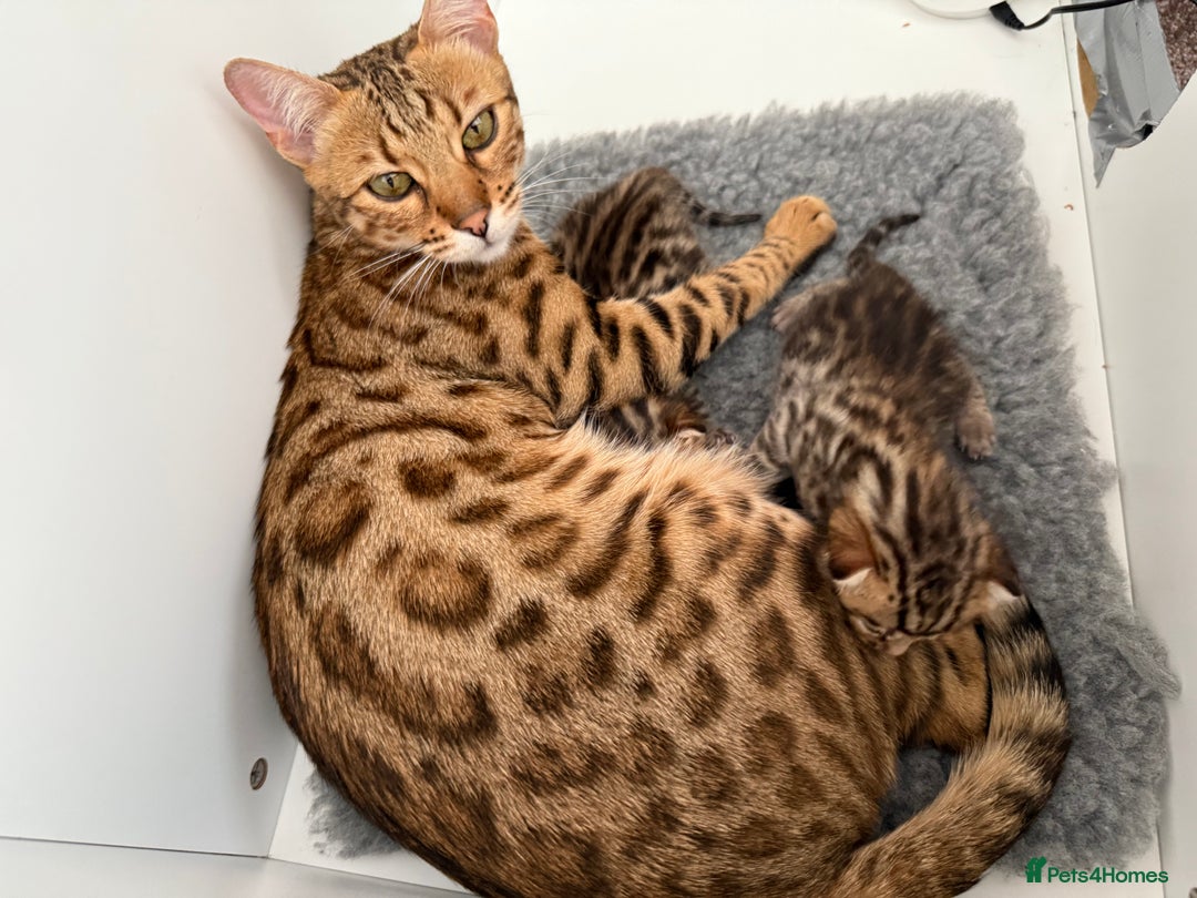 Bengal cats for sale: Exceptional show quality Brown TICA registered 🥰 - Image 27