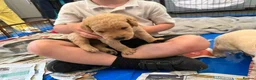 Labrador Retriever dogs for sale: Labrador Puppies Looking For Their Forever Homes  - Advert 38