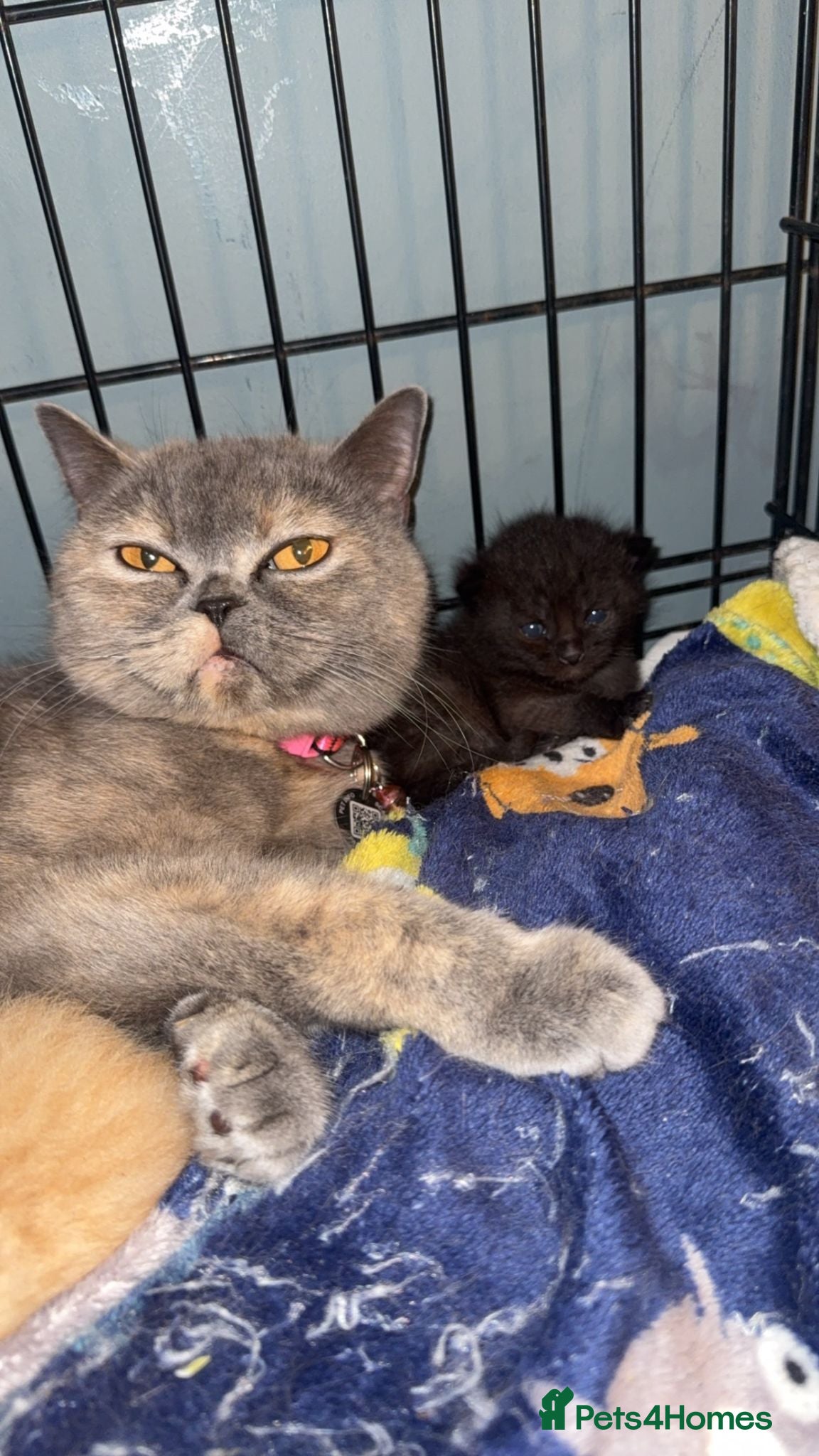 British Shorthair cats Brother and sister - Advert 2