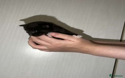 Mixed Breed cats for sale: Gorgeous kittens for sale  - Image 8