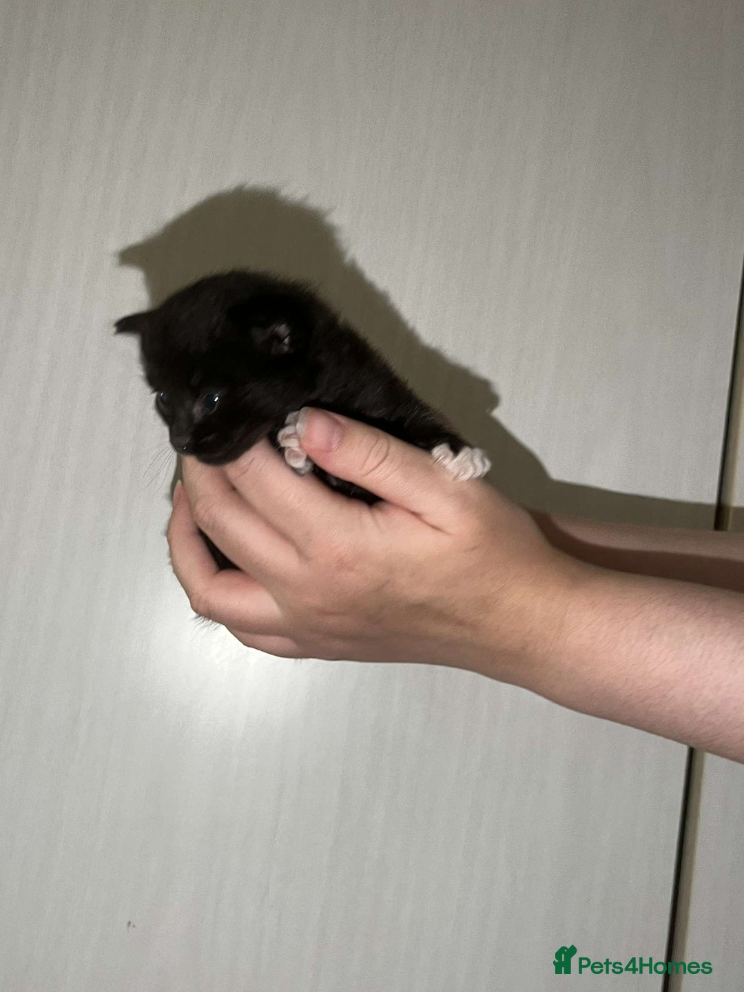 Mixed Breed cats for sale: Gorgeous kittens for sale  - Image 8