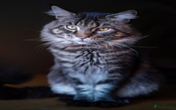 Maine Coon cats for sale: Pure Maine Coons – European Lines - Advert 15