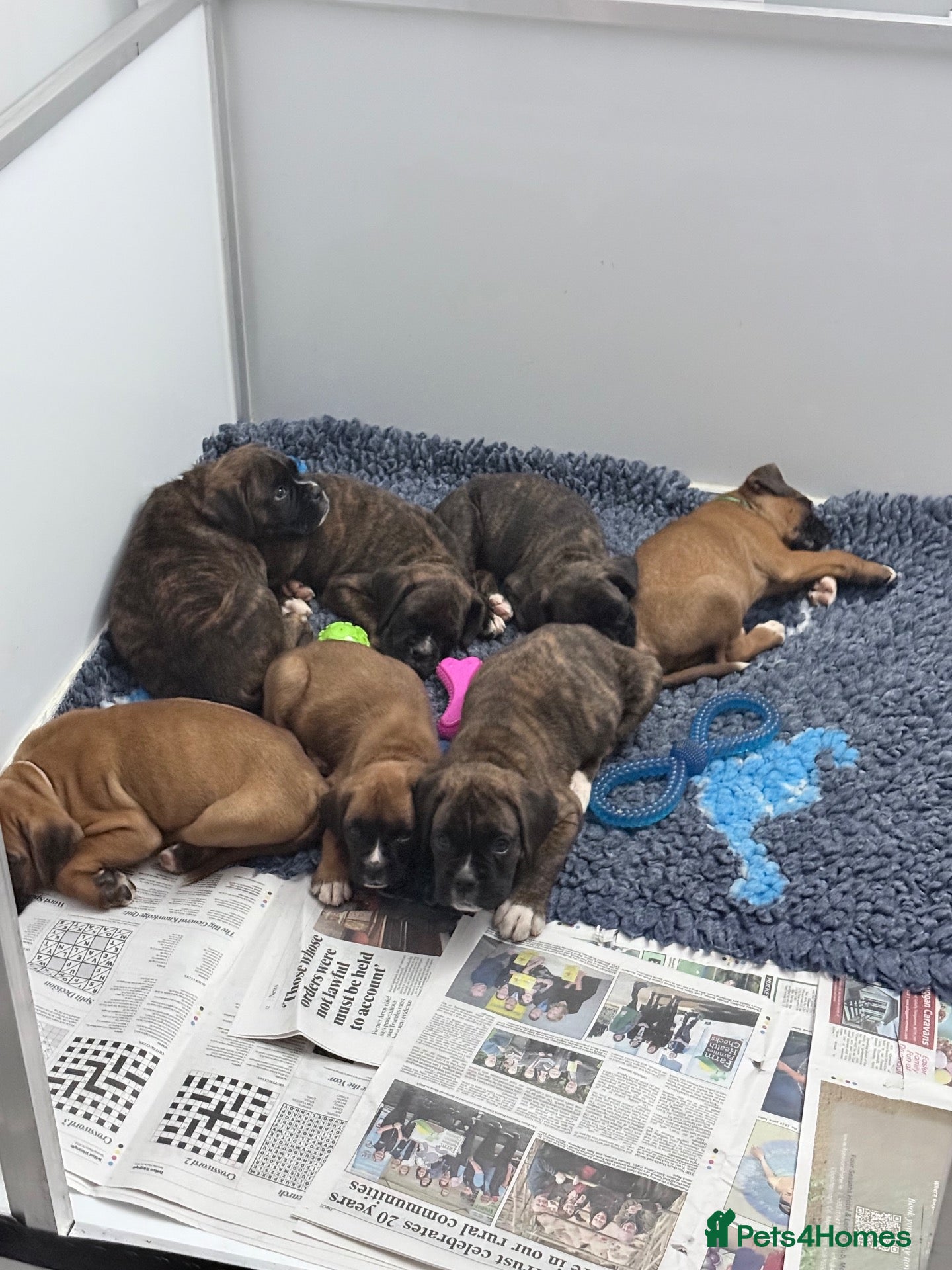 Boxer dogs IKC Reg Boxer puppies  - Advert 3