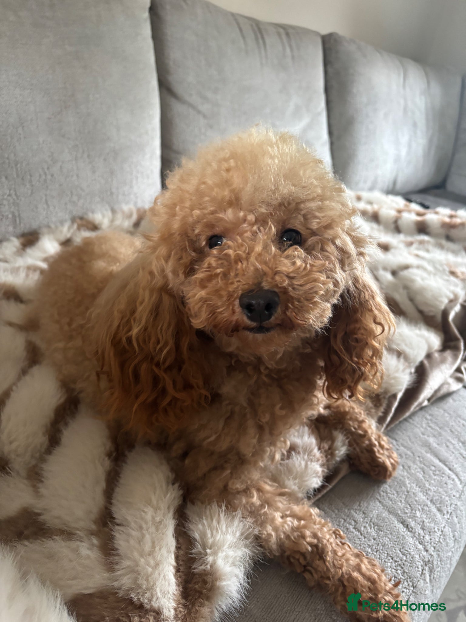 Toy Poodle dogs For stud  - Advert 1
