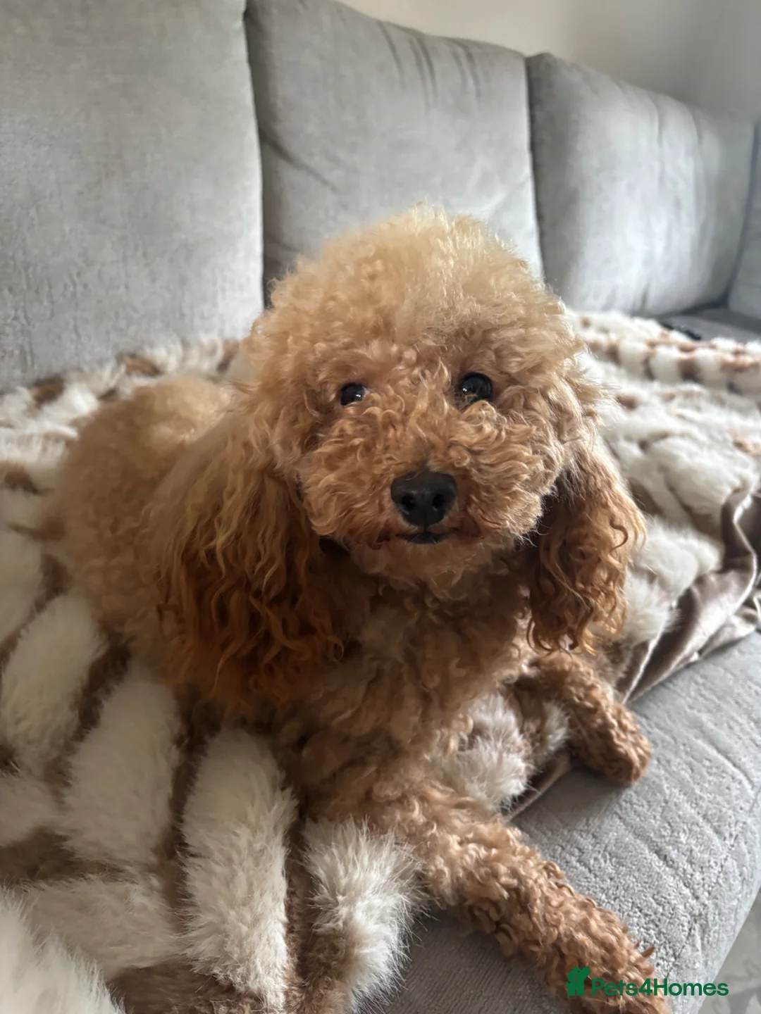 Toy Poodle dogs for stud: For stud  - Advert 1