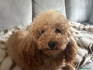 Toy Poodle dogs For stud - Advert 1