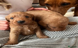 Labradoodle dogs for sale: Miniature Fox Red Labradoodles  - Image 4