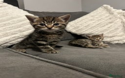 Mixed Breed cats for sale: 4 gorgeous kittens ready for amazing homes  - Advert 10