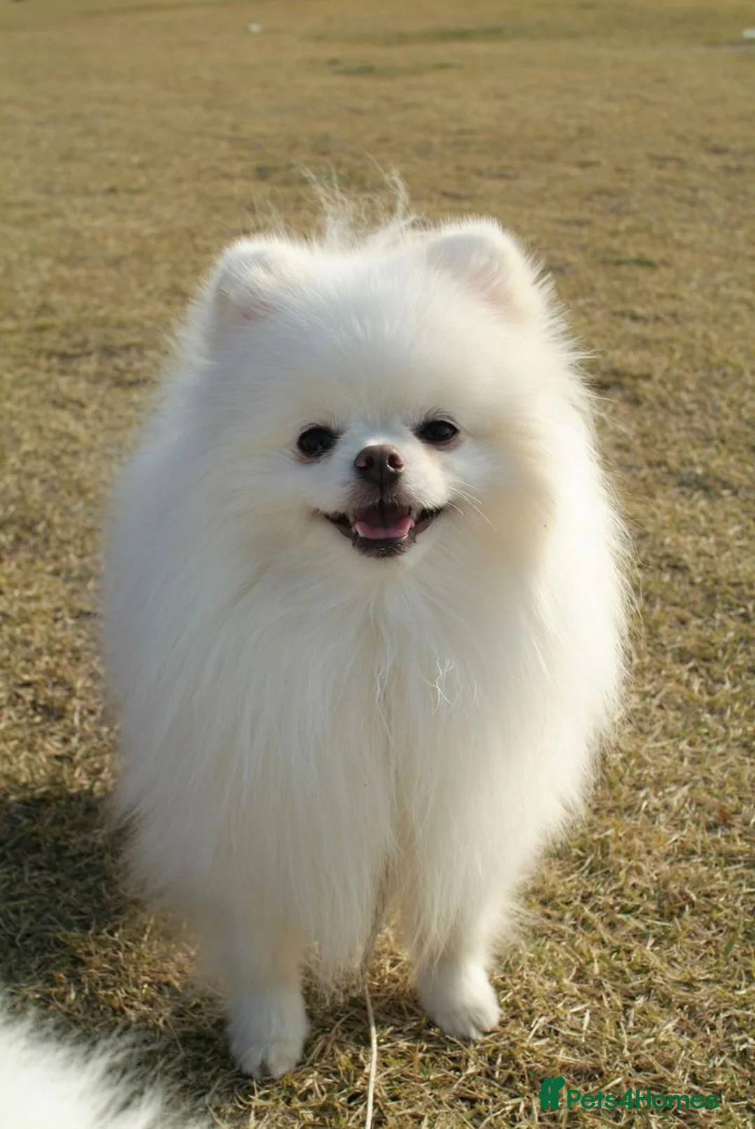 Pomeranian dogs for sale: Gorgeous white Pomeranian puppies - Advert 4