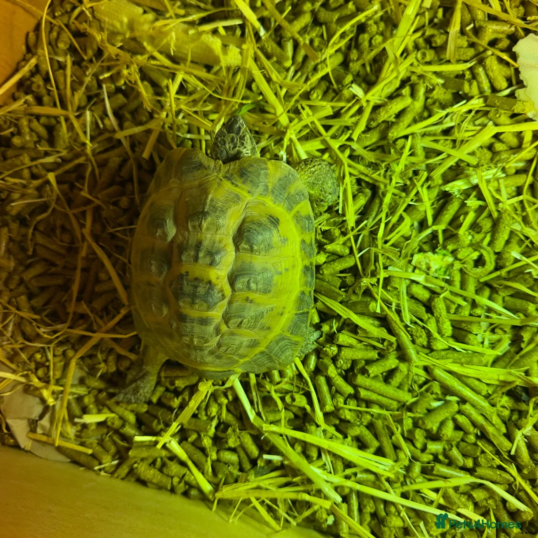 Tortoise reptiles for sale: Horsefield Tortoise  - Advert 2