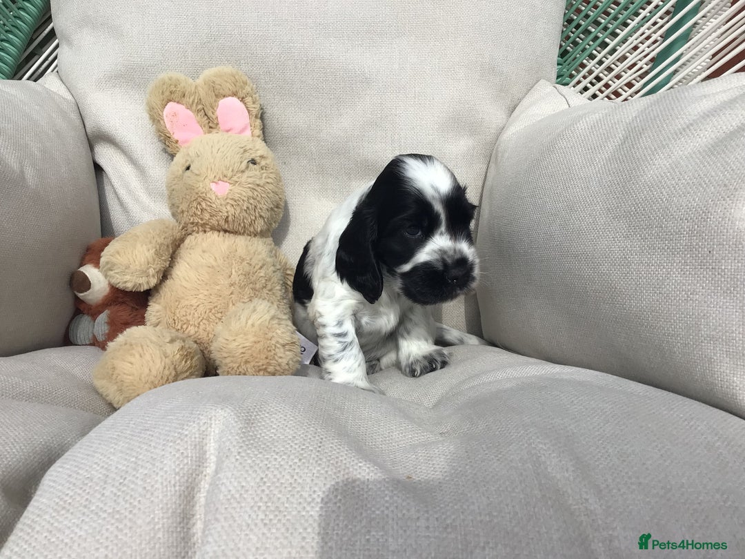 Cocker Spaniel dogs for sale: Show cocker pups  K.C. Reg. AMS. PRA. And FN clear - Image 2