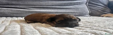Dachshund Puppy 2