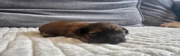 Dachshund dogs for sale: KC REG long haired miniature dachshund - Advert 32