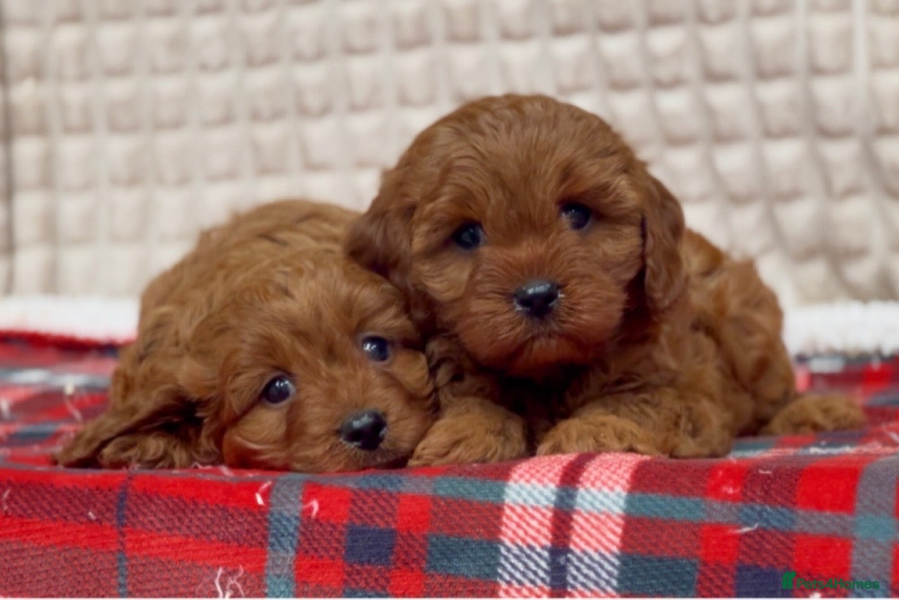 Cavapoo dogs STUNNING CAVAPOO PUPPIES - Advert 1