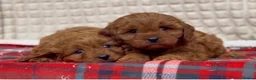 Cavapoo dogs for sale: STUNNING CAVAPOO PUPPIES - Advert 1