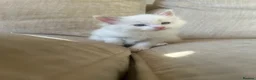 Ragdoll cats for sale: Beautiful Ragdoll Siamese Kittens in Aylesford - Advert 8