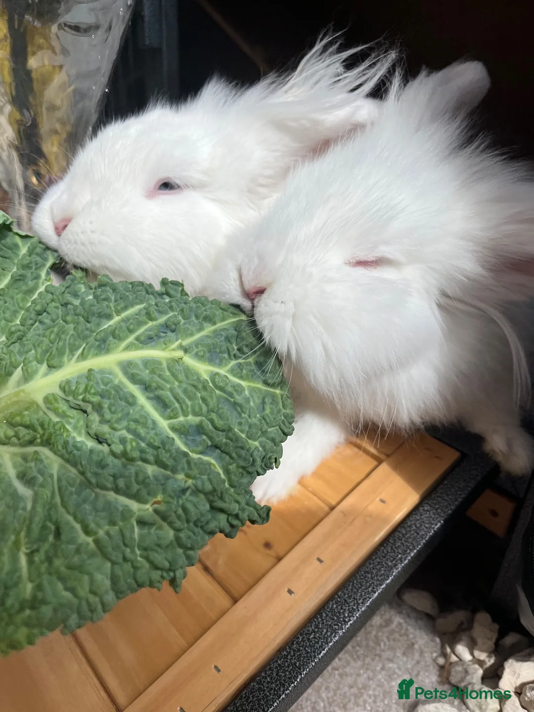 Lionhead rabbits for sale: Two female lionhead rabbits & hutch  in Gosport - Advert 1