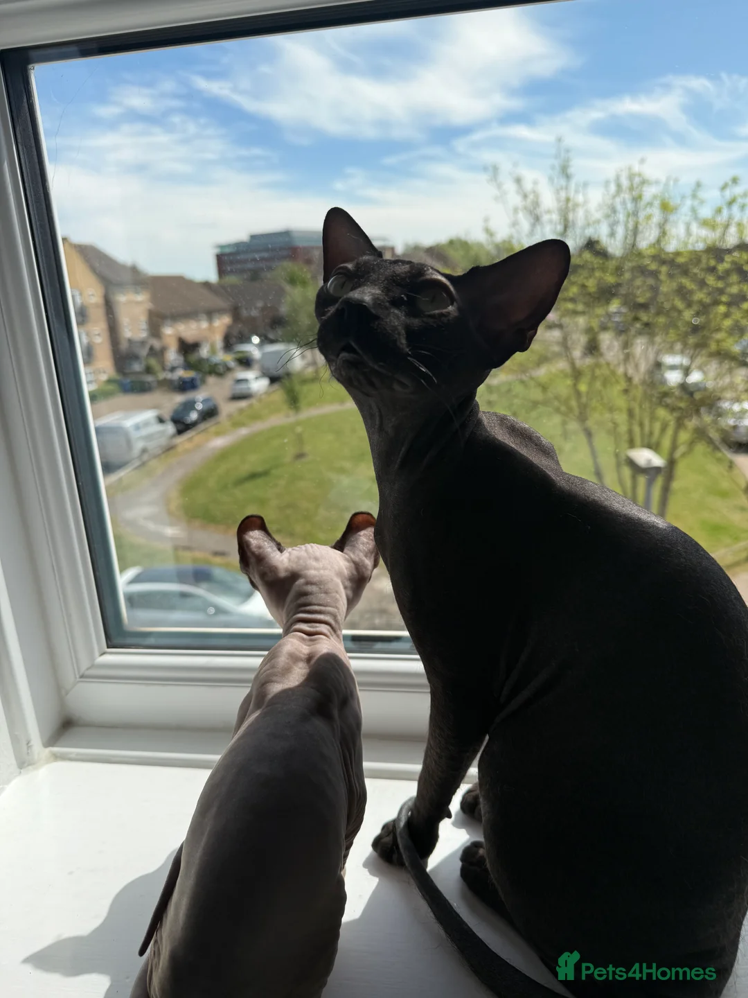 Sphynx cats for sale: Stunning sphinx kittens ready now - Advert 2
