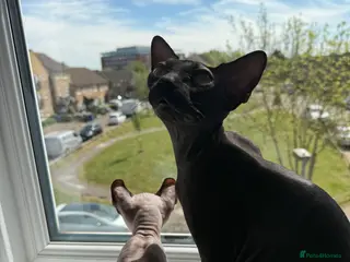 Sphynx cats Stunning sphinx kittens ready now - Advert 2