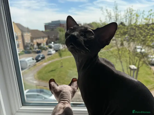 Sphynx cats for sale: Stunning sphinx kittens ready now - Advert 8